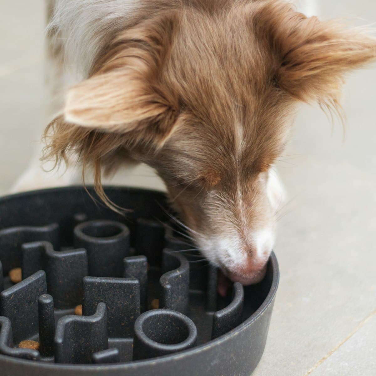 Dog Slow Feeder Bowl