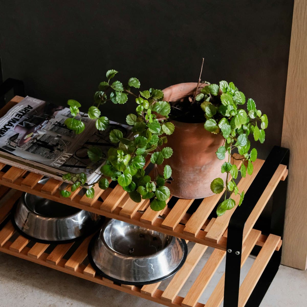 Elevated Dog Bowls