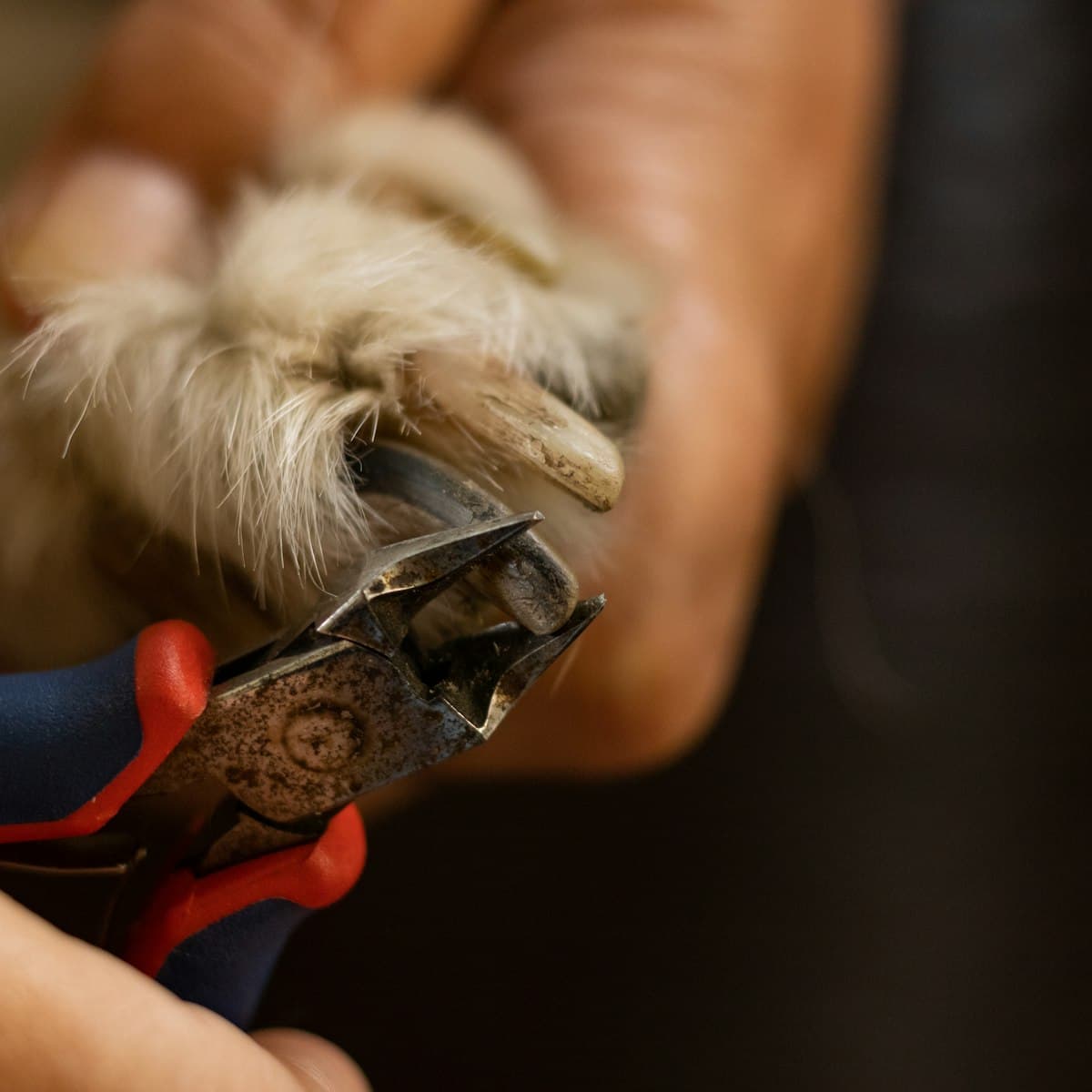 Pet Nail Clipper with LED